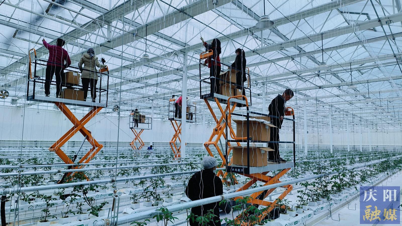 【新春開工 全力以“復”】鎮原縣臨涇鎮：科技賦能棚室生金 聯農帶農共繪振興圖景