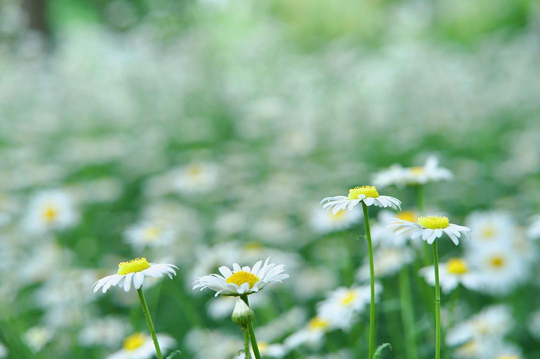 北地詩陣 | 凌云詩詞選
