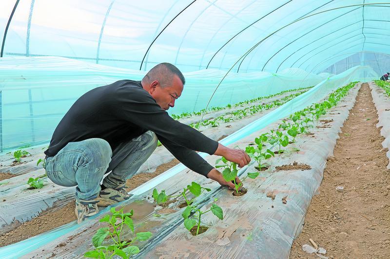 【春啟隴東 耕繪新篇】寧縣：搶抓農時推進早春瓜菜生產