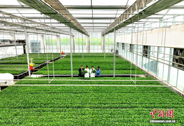 甘肅民勤科技賦能“農(nóng)業(yè)黃金帶” 智慧育苗破解種源瓶頸