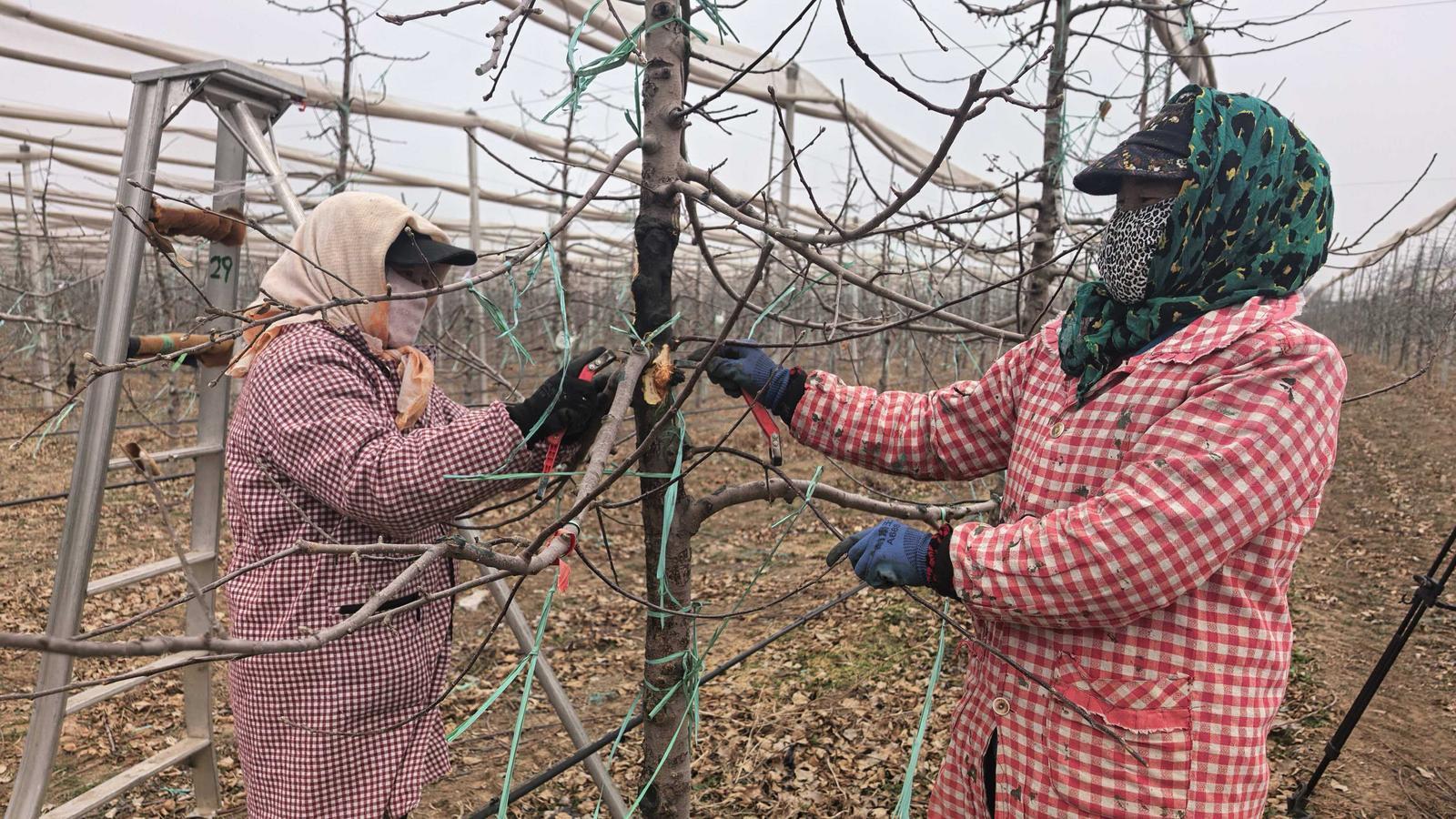 【春啟隴東 耕繪新篇】西峰區董志鎮：不負春光搶農時