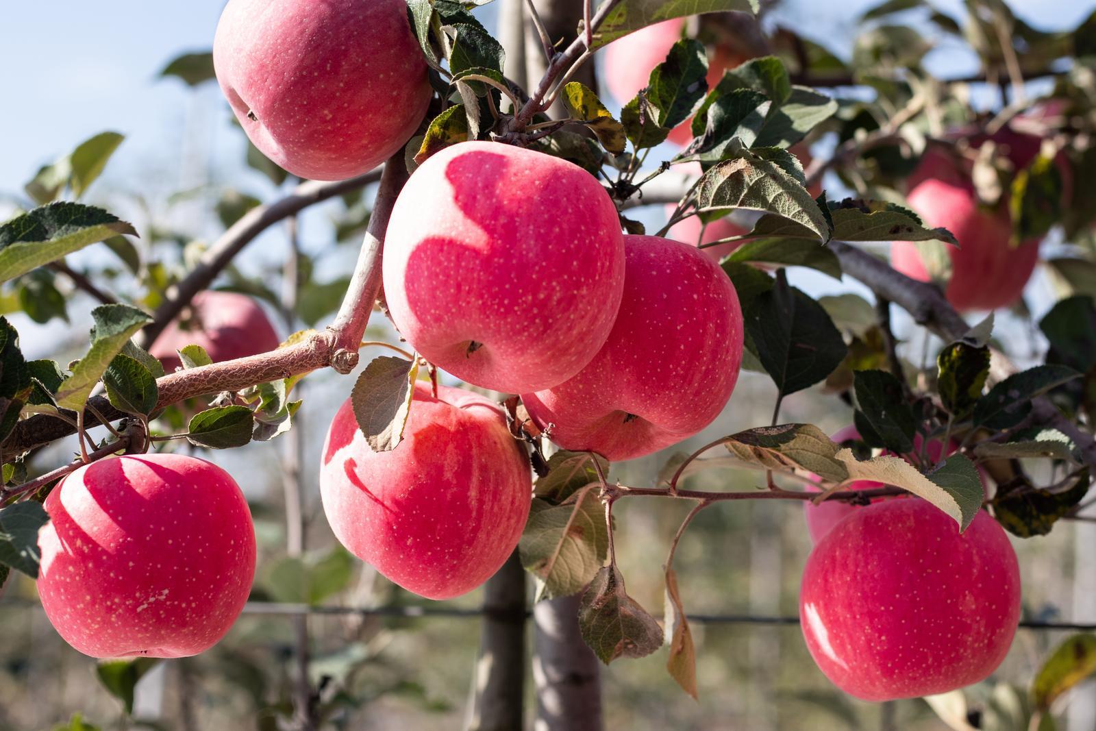 錨定新目標(biāo) 奮進(jìn)新征程 果香潤民心——慶城縣以蘋果產(chǎn)業(yè)高質(zhì)量發(fā)展擘畫2026鄉(xiāng)村振興新藍(lán)圖
