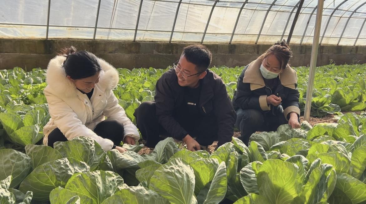 ?【春啟隴東 耕繪新篇】慶城：大棚經濟“春意濃” 設施農業鋪就增收路