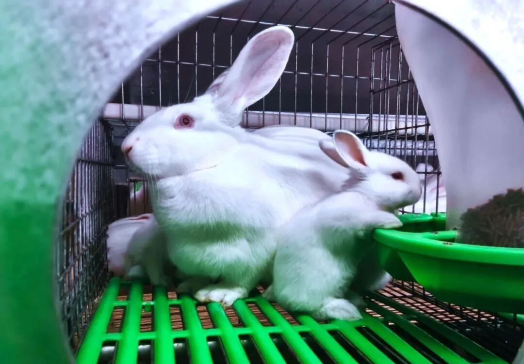 金融賦能興產(chǎn)業(yè) 振鄉(xiāng)興農(nóng)啟新程 ——華池縣聯(lián)社踐行十五五規(guī)劃 護(hù)航特色養(yǎng)殖高質(zhì)量發(fā)展