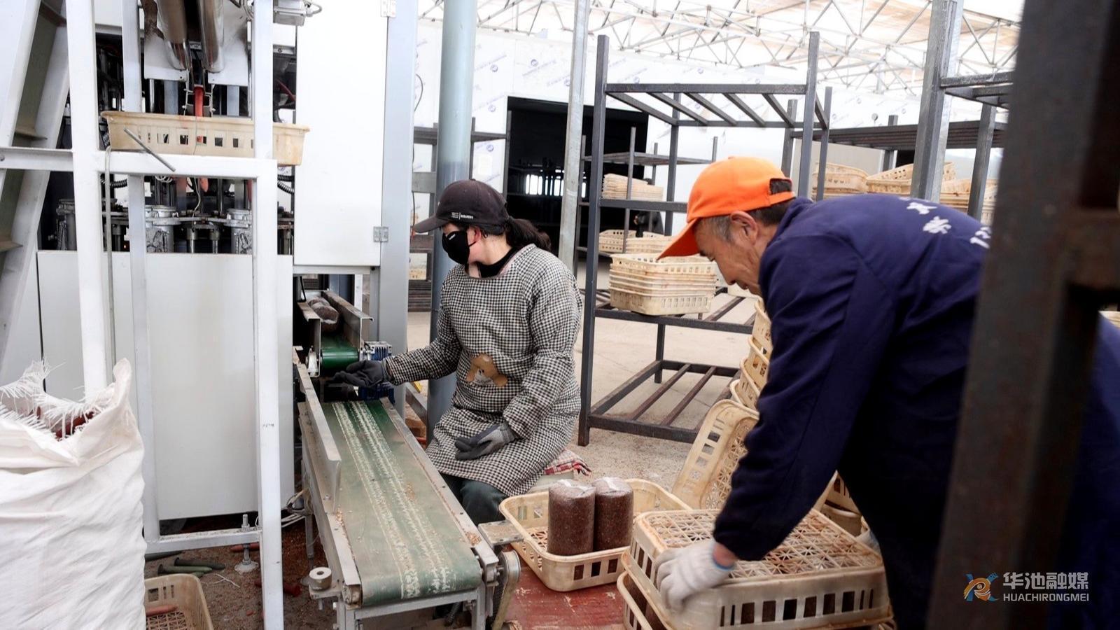 人勤春來早 華池縣城壕鎮(zhèn)食用菌生產(chǎn)加足馬力 訂單不斷