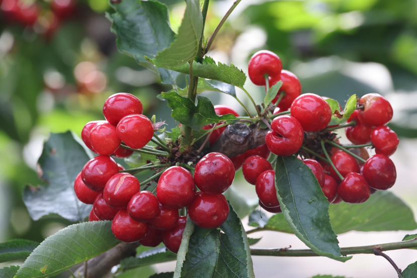 西峰區：大棚櫻桃搶“鮮”上市 “甜蜜產業”助農增收