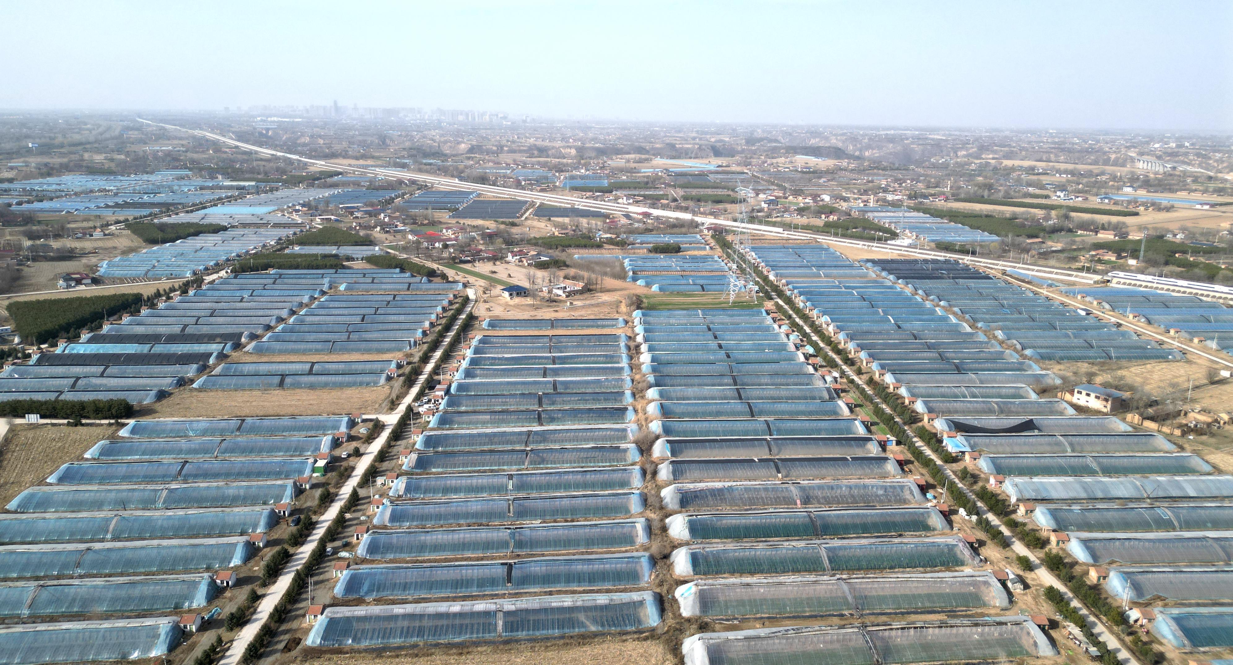 甘肅西峰：菌菜輪作“棚”勃發展 繪就春耕新“豐”景