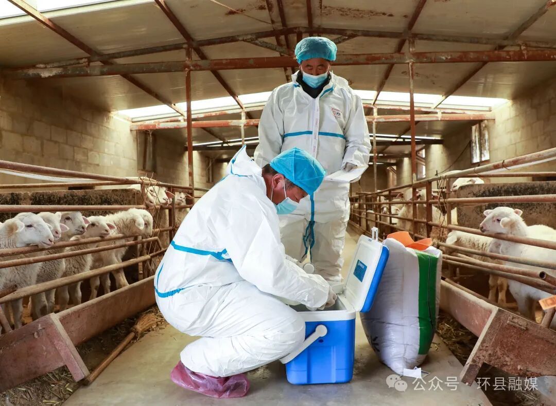 環縣全面開展春季動物防疫工作