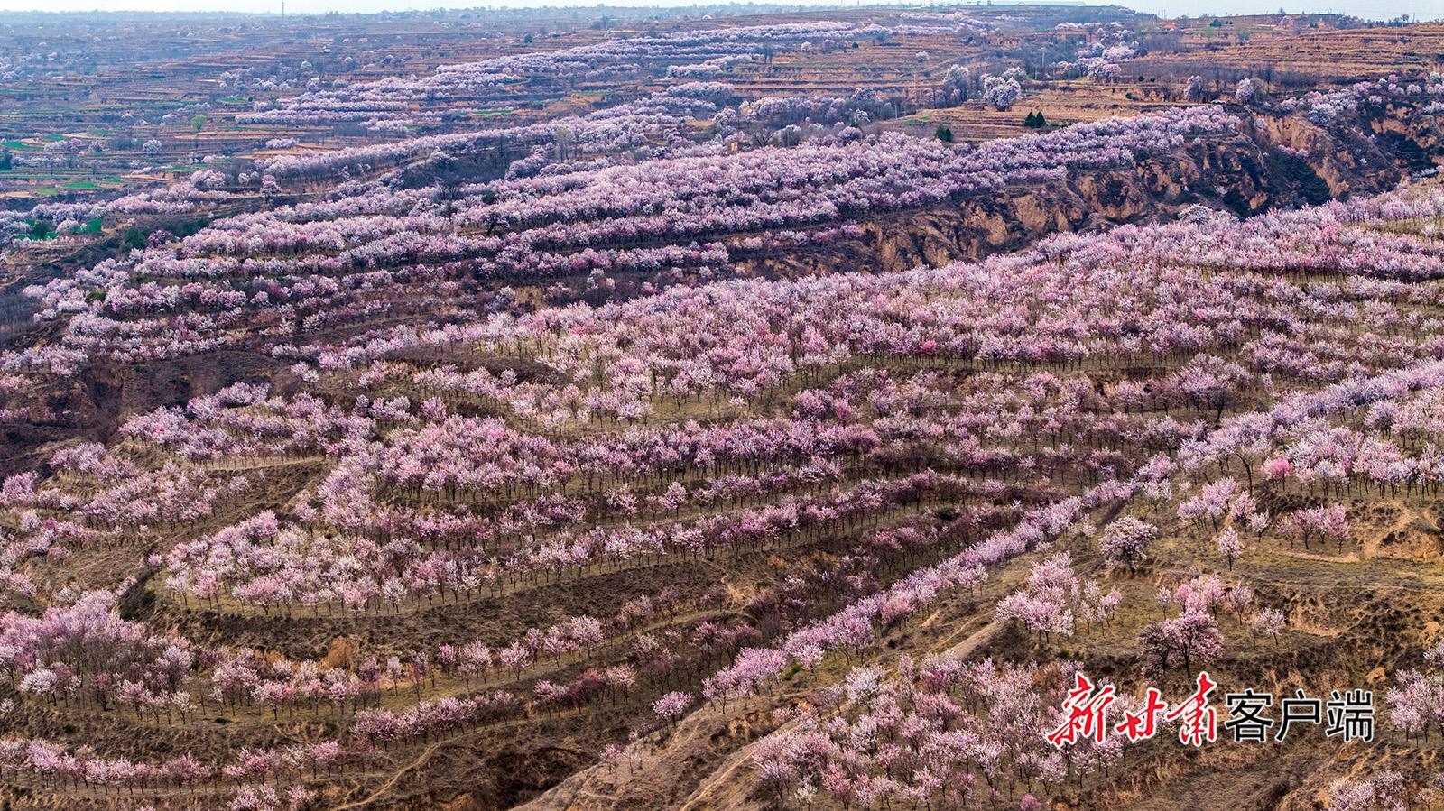慶陽：塬上杏花盛 春景入畫來