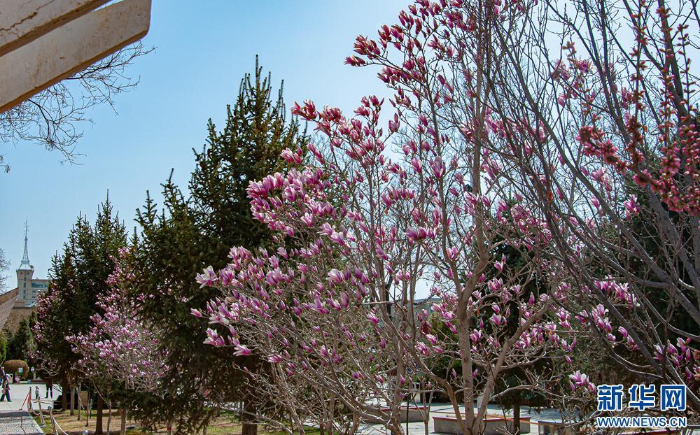 【大美甘肅】甘肅張掖：玉蘭花開 暗香盈春