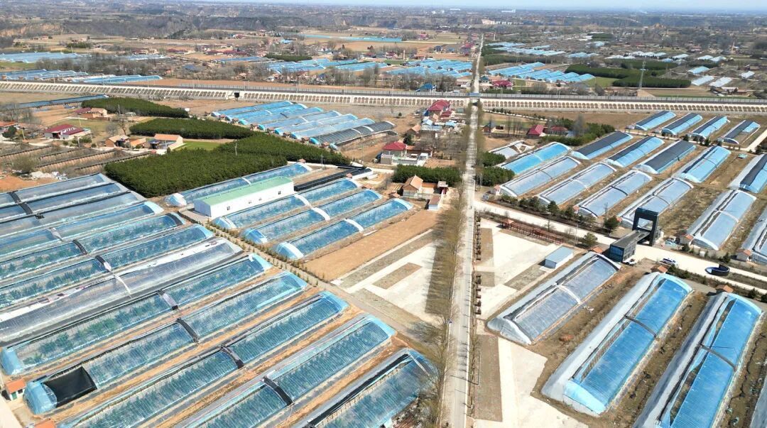 【春“峰”浩蕩滿目新】從“菜園子”到“錢袋子”——肖金鎮(zhèn)瓜菜產(chǎn)業(yè)繪就振興新圖景