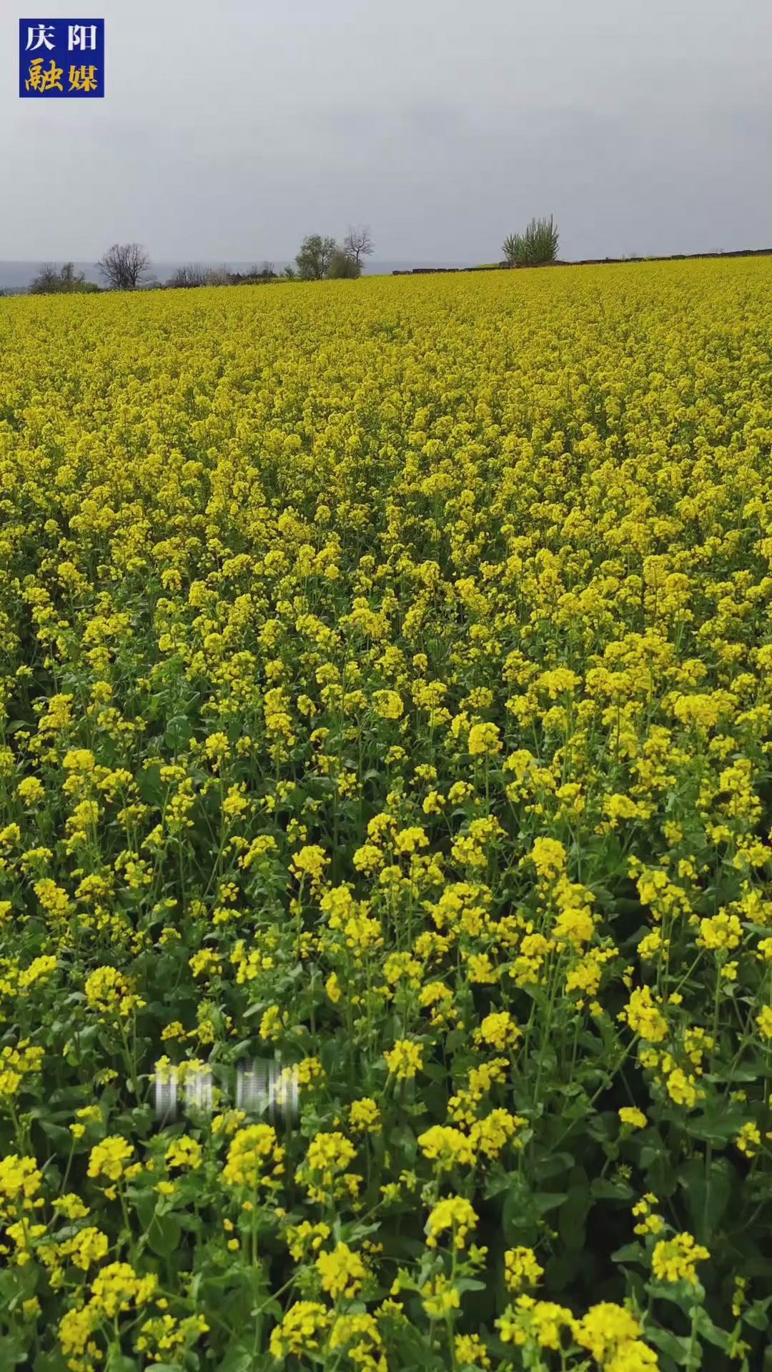 不負時光 遇見油菜花海